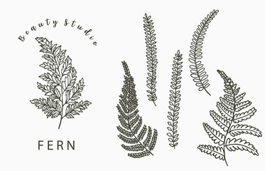 Wall Mural - fern collection logo with leaf,leaves.Vector illustration for icon,logo,sticker,printable and tattoo