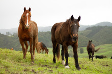 Horses Enjoying The Green Pastures Of A Rural Farm. 