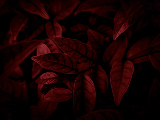 beautiful abstract color pink and red flowers on dark background and light black flower frame and re