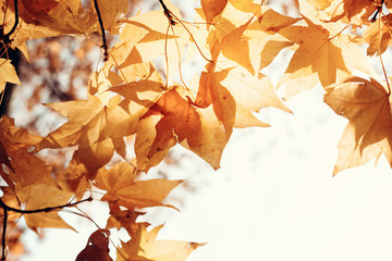 Wall Mural - Autumn maple leaves on sunny day. Beautiful autumn background, soft focus