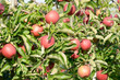 © Carola Schubbel - Red apples hanging on apple tree in orchard