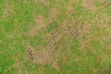 Green and yellow grass texture Brown patch is caused by the destruction of fungus Rhizoctonia Solani grass leaf change from green to dead brown in a circle lawn texture background dead grass texture