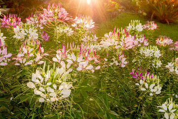 Wall Mural - Close up of colorful spider flower or cleome hassleriana flower blossom in sunbeams