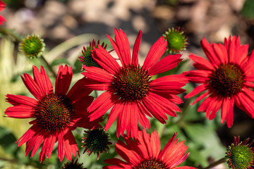 Poster - Flowers of  Echinacea - an herb stimulating the immune system