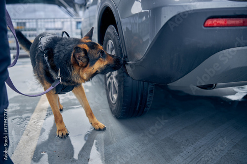 Drug detection dog sniffing car at airport