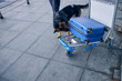Sniffer dog or drug detection dog inspecting luggage in airport