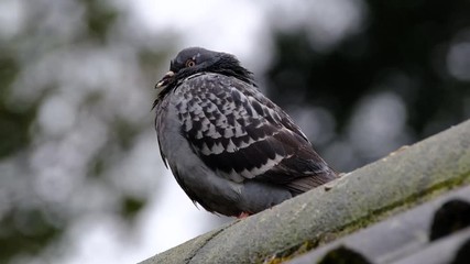 Wall Mural - Feral pigeons, also called city doves, city pigeons, or street pigeons, are pigeons that are descended from the domestic pigeons that have returned to the wild.