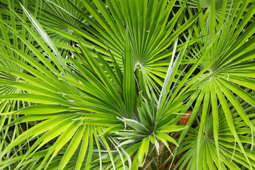 Wall Mural - Palm tree leaves natural background