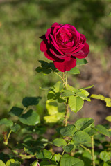 Wall Mural - bright carmine red rose on a background of green grass