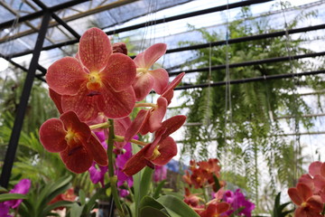 Orchid flowers red blooming hanging in pots blurred background closeup with copy space at plant flower nursery and cultivation farm.

