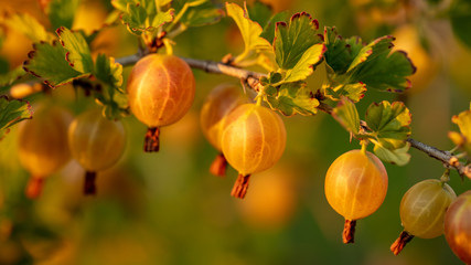 Canvas Print - Gooseberries in a vegetable garden at sunset.