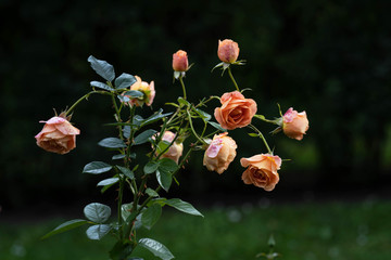 Wall Mural - Bush of beautiful orange-pink roses in the garden on the lawn