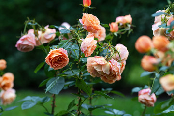 Wall Mural - orange-pink rose Bush in the garden on the lawn