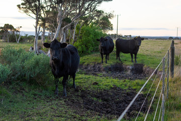 Three black cows in the field