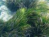 underwater grass in sea