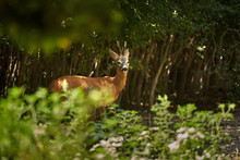 Roebuck In The Forest