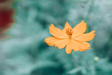 Wall Mural - closeup beautiful yellow cosmos flower in the field with sunlight at morning, selective focus