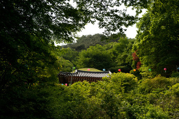 Wall Mural - Beautiful landscape of forest at summer time.