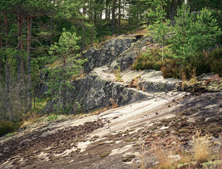 Wall Mural - Rock in the forest