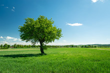 A Green Tree In A Green Field, A Sunny Summer Day