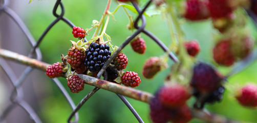 blackberry
close up of ripe blackberries in the garden, on the bushes grows ripe and unripe blackberries with selective focus. Harvest concept