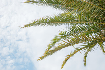 Wall Mural - Closeup on green palm leaves border isolated on sky background, fresh exotic tree foliage, paradise beach, summer vacation and holiday concept