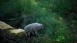 toy tardigrade in the forest