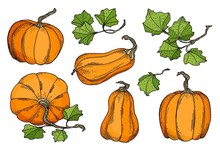 Hand Drawn Vector Pumpkins Set. Bright Orange Gourds With Leaves Isolated On White Background. Stock Illustration For Cards, Decoration, Thanksgiving Day, Halloween Concept, Poster, Print