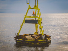 Cute Sea Lions Resting On A Yellow Buoy At Pacific Ocean In British Columbia.