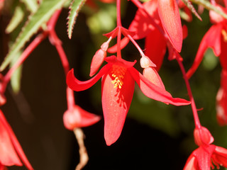 Poster - Gros plan sur grappes de fleurs de bégonia de Bolivie (Begonia boliviensis) aux pétales rouge vif, entrecroisés, étamines jaunes 