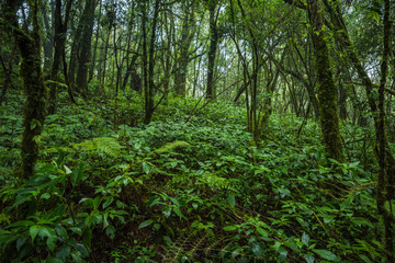 Wall Mural - Tropical rain forest