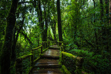 Wooden Bridge Walkway In To The Rain Forest