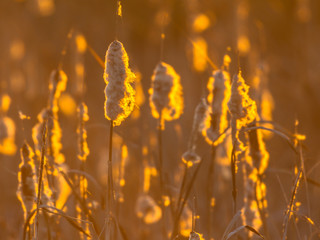 Poster - Common Bulrush seeding in orange light