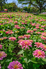 Wall Mural - Pink zinnia flower in garden outdoors with blooming on beautiful background,Selective focus