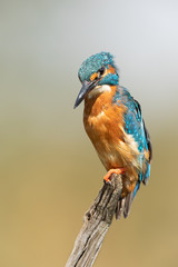 Wall Mural - Male Common Kingfisher perched on a branch with light background.  