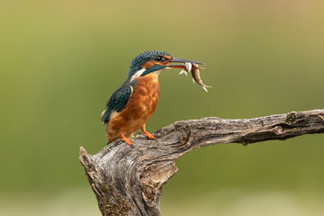 Wall Mural - female common kingfisher with fish in beak perched on a branch with a green background.