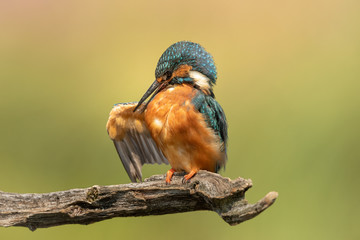 Wall Mural - female common kingfisher perched on a branch preening with a golden green background.