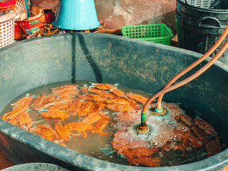 Fresh crabs in the water