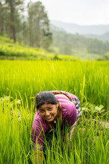 Indian woman working in the irrigated green fields.