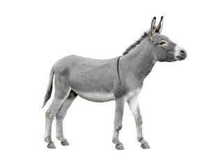 Canvas Print - Donkey isolated on white background.