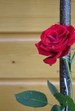 Fototapeta Storczyk - Czerwona róża z rosą