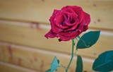 Fototapeta Storczyk - Czerwona róża z rosą