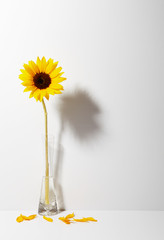 Wall Mural - Yellow Cosmos on white background.
