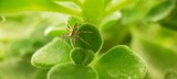 Fototapeta Tulipany -  spider on a leaf