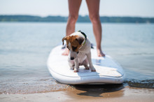 A Small Brave Dog Is Surfing On A SUP Board With The Owner On The Lake. Close-up Of A Jack Russell Terrier Sitting On A Surfboard Next To Female Legs. Water Sports.