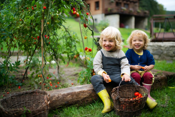 Small children collecting cherry tomatoes outdoors in garden, sustainable lifestyle concept.