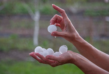 Very large hail on a palm close up