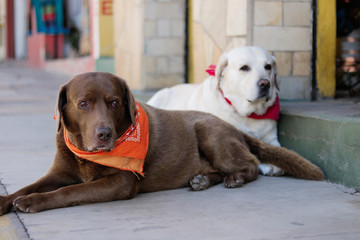 dogs sao tome