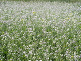 Fototapeta Dmuchawce - field of flowers
