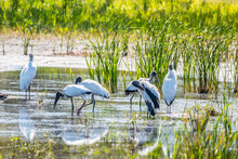Wood Storks At The Wetlands